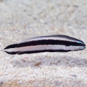 Striped Dottyback - Pseudochromis sankeyi