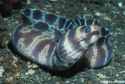 Banded Moray Eel - Echidna polyzona
