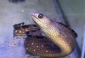 Black Edge Moray Eel - Gymnothorax saxicola