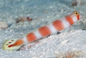 Pinkbar Goby - Amblyeleotris aurora