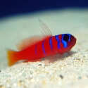 Catalina Goby - Lythrypnus dalli