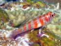 Orange Banded Goby - Trimma cana