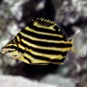 Australian Stripey - Microcanthus strigatus