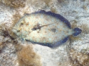 Flounder Bothus - lunatus