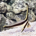 Jackknife Fish - Equetus lanceolatus