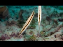 Striped Shrimpfish - Aeoliscus strigatus