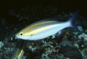 Yellow Line Snapper - Pentapodus nemurus 