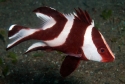 Emperor Red Snapper - Lutjanus sebae