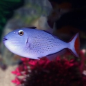 Sargassum Triggerfish - Xanthichthys ringens