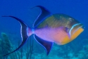 Queen Triggerfish - Balistes vetula