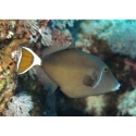 White Tip Triggerfish - Sufflamen chrysopterum