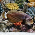 Dragon Wrasse - Novaculichthys taeniourus