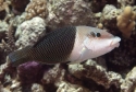 Half and Half Wrasse - Hemigymnus melapterus
