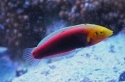 Radiant Wrasse - Halichoeres iridis