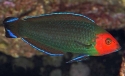 Red Head Wrasse - Halichoeres rubricephalus