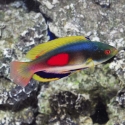 Scott's Fairy Wrasse - Cirrhilabrus scottorum