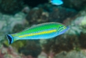 Smalltail Pencil Wrasse - Pseudojuloides cerasinus