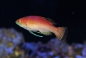 Sunset Fairy Wrasse - Cirrhilabrus pylei