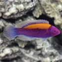 Orange-Back Fairy Wrasse - Cirrhilabrus aurantidorsalis