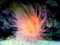 Tube Anemone - Cerianthus sp.