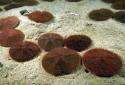 Sand Dollar - Echinarachnius parma