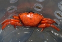 Red Orange Crab - NA