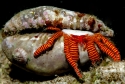 Halloween Hermit Crab - Ciliopagurus strigatus