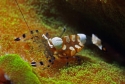 Anemone Clown Shrimp - Periclimenes sp.