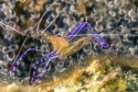 Pederson Cleaner Shrimp - Ancylomenes pedersoni