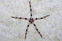 Tiger Serpent Starfish - Ophiolepis superba