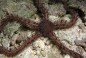 Brittle Starfish - Ophiomastix sp.
