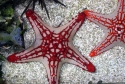 Knobbed Starfish - Pentaceraster sp.