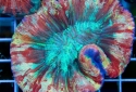 Brain Coral - Trachyphyllia geoffroyi