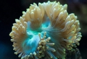 Elegance Coral - Catalaphyllia jardinei