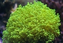 Frogspawn Coral - Euphyllia divisa
