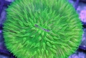 Fungia Coral - Fungia sp.
