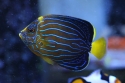 Blueline Angel - Chaetodontoplus septentrionalis 