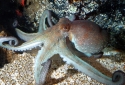 Common Octopus - Octopus vulgaris