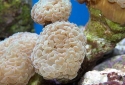 Hammer Branch Coral - Euphyllia parancora