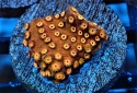 Pumpkin Patch Cyphastrea - Cyphastrea sp.