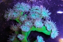 Whisker Coral - Duncanopsammia axifuga
