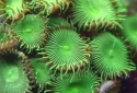 Button Polyps - Palythoa sp.
