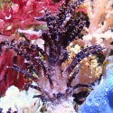Christmas Tree Coral - Studeriotes sp.