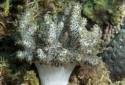 Young Soft Coral - Cladiella sp.