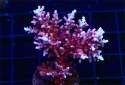 Dragon Acropra - Acropora carduus