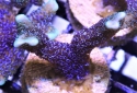 German Blue Montipora Digitata - Montipora digitata