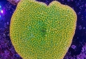 Kung Pao Montipora - Montipora sp.