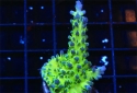 Miyagi Tort Acropora - Acropora tortuosa