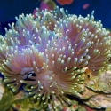 Ritteri Anemone - Heteractis magnifica