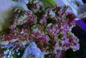 Cured Real Reef Rock Fiji Style - Real Reef